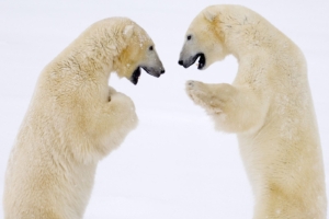 Male Bears Sparring Canada1578459 300x200 - Male Bears Sparring Canada - Sparring, Penguins, Male, Canada, Bears